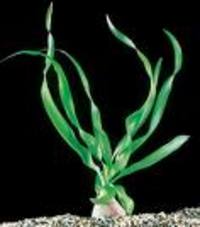 Mixed aquarium bulb packs. Live aquarium plants Just £2.79