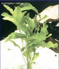 Mixed aquarium bulb packs. Live aquarium plants Just £2.79