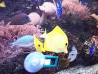 various fish for sale.