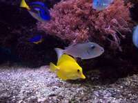 various fish for sale.