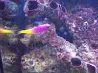various fish for sale.