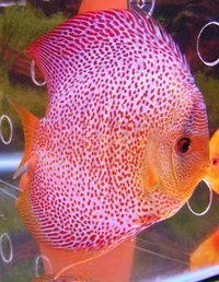 LEICESTER DISCUS Importer & Breeder of Show Quality Discus. Specialist in Spotted types