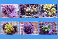 Marine Corals & Frags LPS & SPS Mail Order Manchester