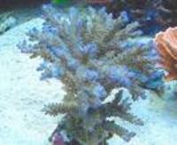 Marine Corals & Frags LPS & SPS Mail Order Manchester