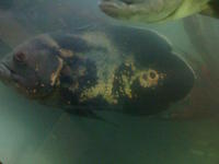 Shuvle Nose Tiger Catfish...Oscars.....Silver Sharks....Croaking Catfish...more