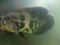 Shuvle Nose Tiger Catfish...Oscars.....Silver Sharks....Croaking Catfish...more
