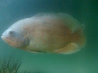 Shuvle Nose Tiger Catfish...Oscars.....Silver Sharks....Croaking Catfish...more