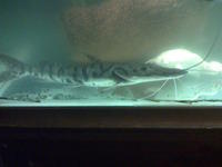 Shuvle Nose Tiger Catfish...Oscars.....Silver Sharks....Croaking Catfish...more