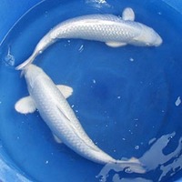 PLATINUM OGON KOI FISH