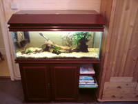 Various tanks and fish for sale in Forest of Dean