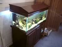 Various tanks and fish for sale in Forest of Dean