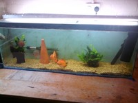 Various tanks and fish for sale in Forest of Dean