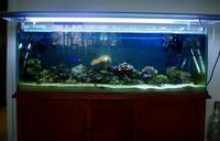 4ft full marine aquarium set up