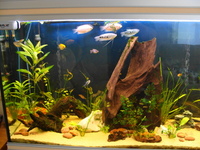 Rena Aquarium For Sale