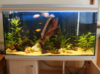 Rena Aquarium For Sale