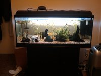 For Sale: 180Litre Aquarium and Fish