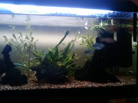 For Sale: 180Litre Aquarium and Fish