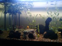 For Sale: 180Litre Aquarium and Fish