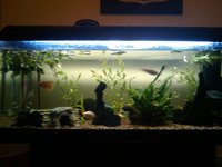 For Sale: 180Litre Aquarium and Fish