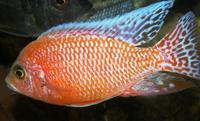 Dragons Blood & Aulonacaras Just in.