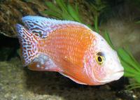 Dragons Blood & Aulonacaras Just in.