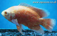 albino red oscar 4 to 5