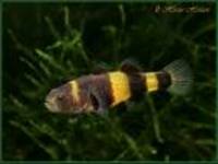 Tropical fish and tank for sale