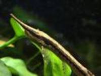Tropical fish and tank for sale