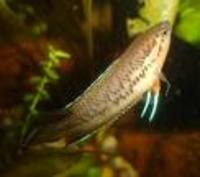 Tropical fish and tank for sale