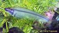 Tropical fish and tank for sale