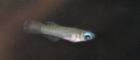 Tropical fish and tank for sale