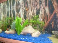 Juwel Rio 180 for sale Brand New