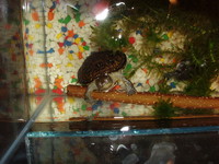 4 turtles/ terrapins