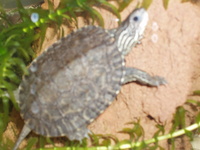 4 turtles/ terrapins