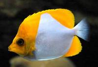 Clean up crew and fish available