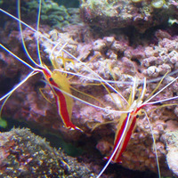 Clean up crew and fish available