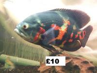 Large Oscars