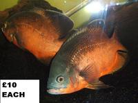 Large Oscars