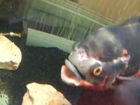 Large Oscars