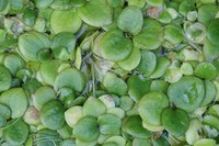 Amazon Frogbit 50grams