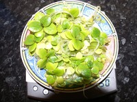 Amazon Frogbit 50grams