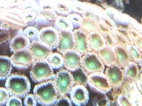 New stock in at simplyseahorses