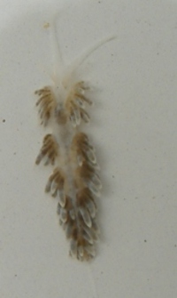 New stock in at simplyseahorses