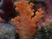 New stock in at simplyseahorses