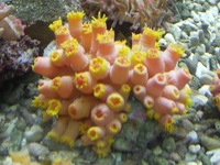 New stock in at simplyseahorses