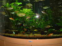 Juwel Trigon 350 and tropical fish for sale