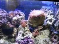 MARINE AQUARIUM SET UP