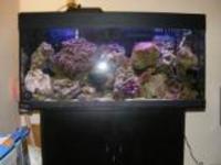 MARINE AQUARIUM SET UP