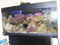 MARINE AQUARIUM SET UP