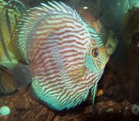 discus